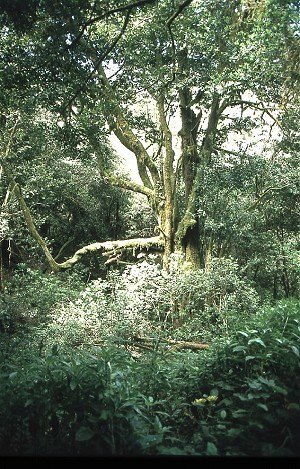 Lorbeerwald auf La Gomera